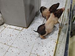 -上海大自然野生昆虫馆(东方明珠·爬宠昆虫探索中心)