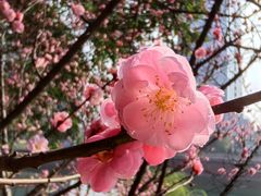 -望江楼公园