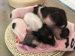 -浣熊柯尔鸭土拨鼠·电玩咖