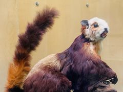 -陕西自然博物馆