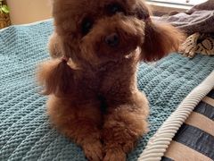 -宠福鑫康馨动物医院·骨科·眼科