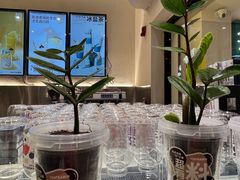 -森茶(湛江万达店)