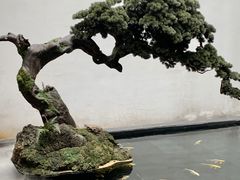 -觀芷隐轩