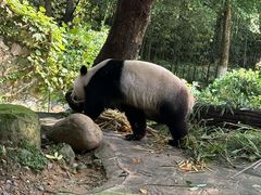 -都江堰中华大熊猫苑