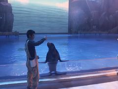 -芜湖新华联大白鲸海洋公园