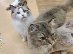 -COLOR PETS 撸猫馆·购猫·猫咖(长风大悦城店)