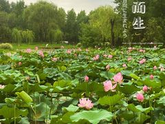 -东郊湿地公园