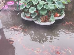 -豫园湖心亭茶楼