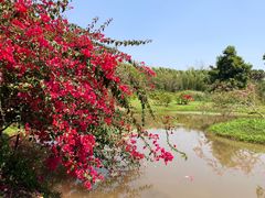 -中国科学院西双版纳热带植物园