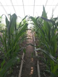 -蓝呗呗蓝莓草莓采摘园(通州区马驹桥店)