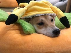 -逗柴咖啡屋·狗咖猫咖宠物桌游
