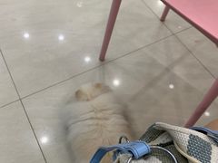 -乐琪宠物医院·犬猫专科·骨外科·急重症