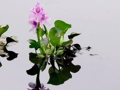 -白鹭湾湿地公园