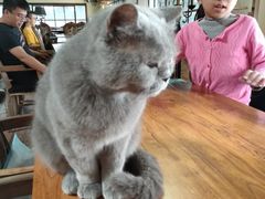 -more than meow吴止猫主题餐厅(承德 中船汇店)