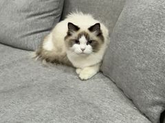 -宠爱国际动物医院·消化内科·心肾内科·ISFM猫友好(望京店)