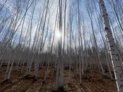 -北极村旅游风景区