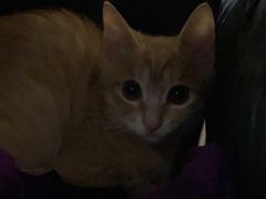 -瑞派名望志远动物医院·猫科·內科·异宠专科(直港大道店)