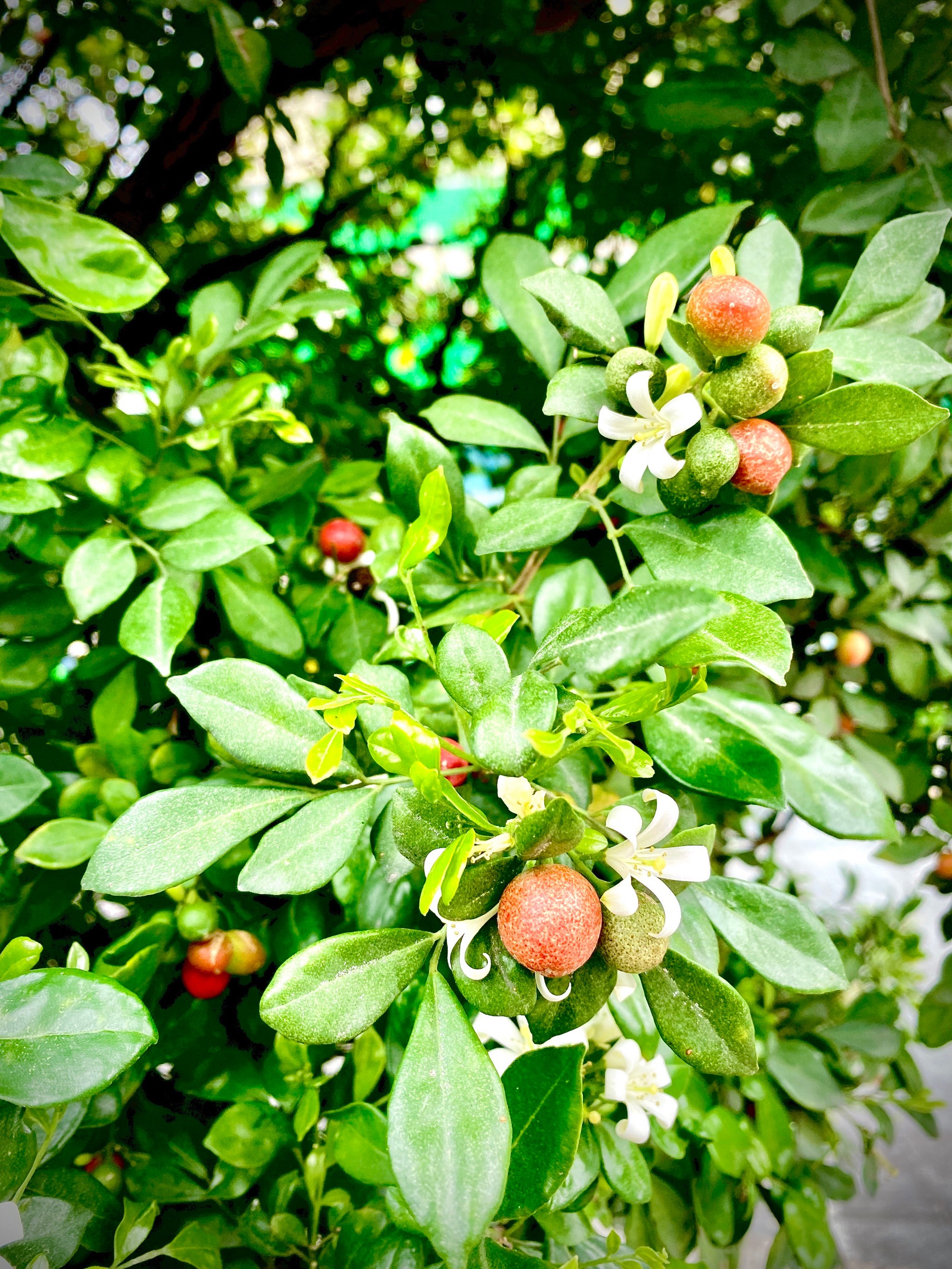 九里香几月份开花图片