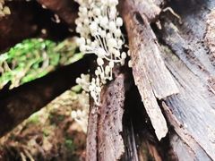 -莫里热带雨林景区