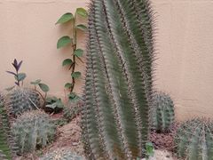 -正佳雨林生态植物园