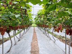 -金谷域澳洲庄园