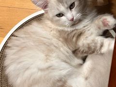 -山宅一喵德文卷毛猫舍