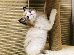 -纳吉亚猫专科动物医院博雅分院