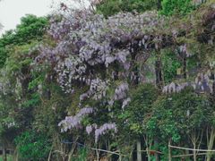-花博汇(知音花月夜)