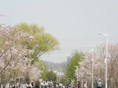 -羊山湖公园