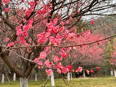 -超山青莲寺
