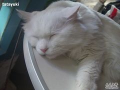 -Babycat私家御饼屋(龙头路一店)