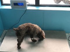 -喜洋洋宠物医院(震川路总店)