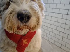 -趣玩宠物乐园寄养训犬训狗游泳池