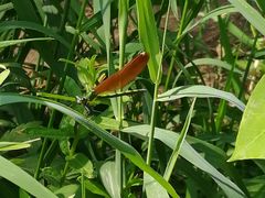 -碓臼峪自然风景区