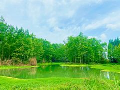 -桤木河湿地公园