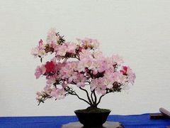 -华荣哲绿豆饼(泰安店)