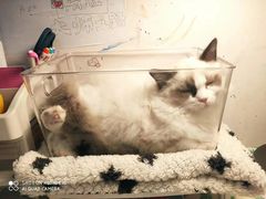 -东方名猫馆·英短金渐层布偶猫舍(环线广场1号楼店)