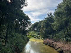 -铁山坪森林公园