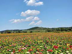 -莲花山花海