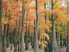 -番禺大夫山森林公园