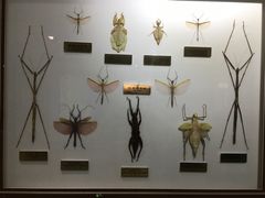 -上海昆虫博物馆