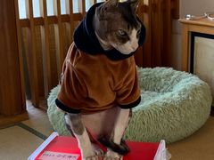 -猫在这儿猫咪咖啡馆·撸猫馆