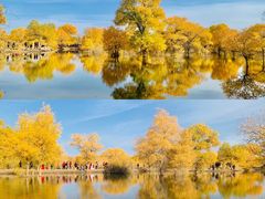 -金塔沙漠胡杨林景区