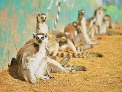 -济南野生动物世界