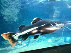 -广东省拱北口岸中国旅行社(华宾营业部)