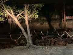 -清迈夜间动物园