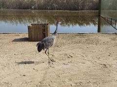 -盐城丹顶鹤湿地生态旅游区