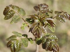 -北京上方山国家森林公园