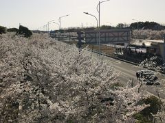 -西京湾花海