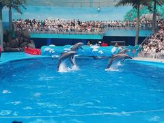 -海合安成都极地海洋公园
